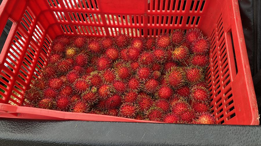 A red plastic basket with rambutan fruit